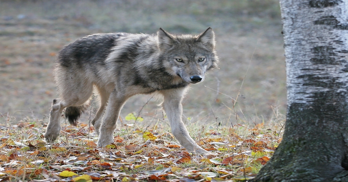 Colorado livestock groups file lawsuit to delay wolf introduction