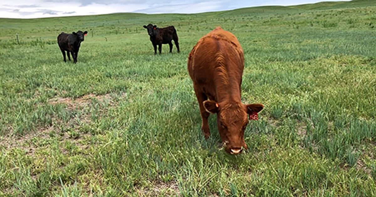 Targeted grazing: a successful, low-cost method to manage cheatgrass