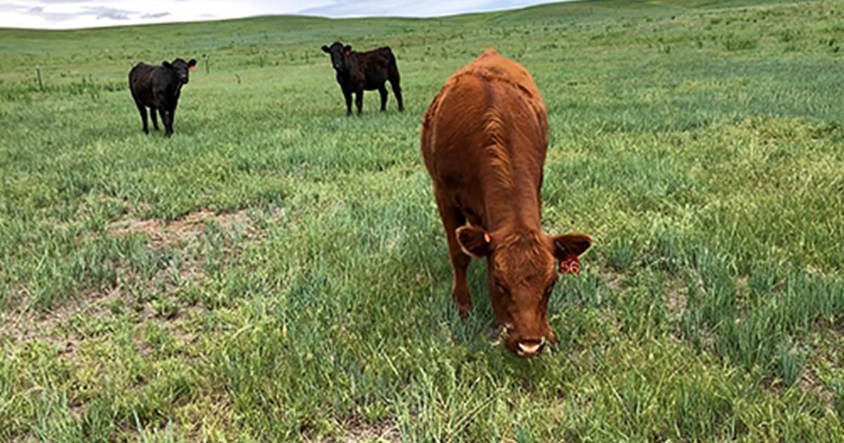 caterease x graze – graze Images High Quality Grahic Targeted grazing: a successful, low-cost method to manage cheatgrass