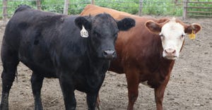Beef cattle in pen