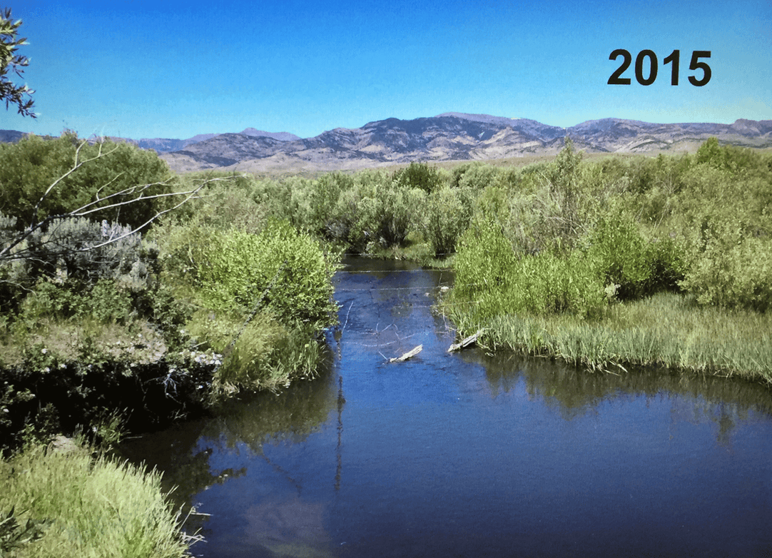 Here is the same Cottonwood Guest Ranch riparian area in 2015. Since these areas account for only around 2% of the landscape in the arid West, protecting the water resource is vital for both cattle and wildlife.