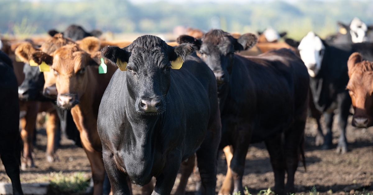 Gene editing in beef cattle