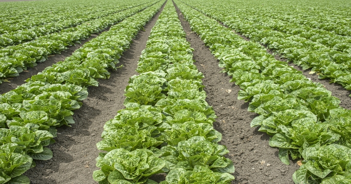 NCBA responds to FDA’s study on the Yuma Valley leafy greens growing region