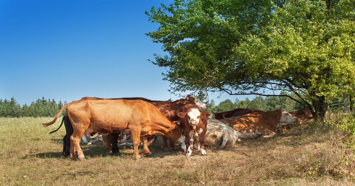 Prepare cattle for second heat wave