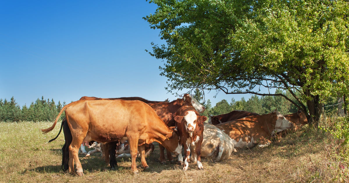How to prevent heat stress in cattle