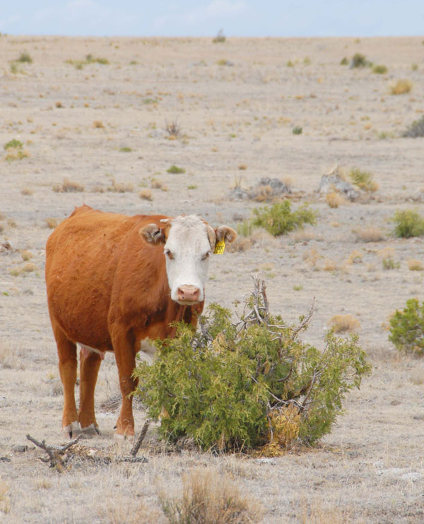 There Is No Easy Recovery For Southwest Beef