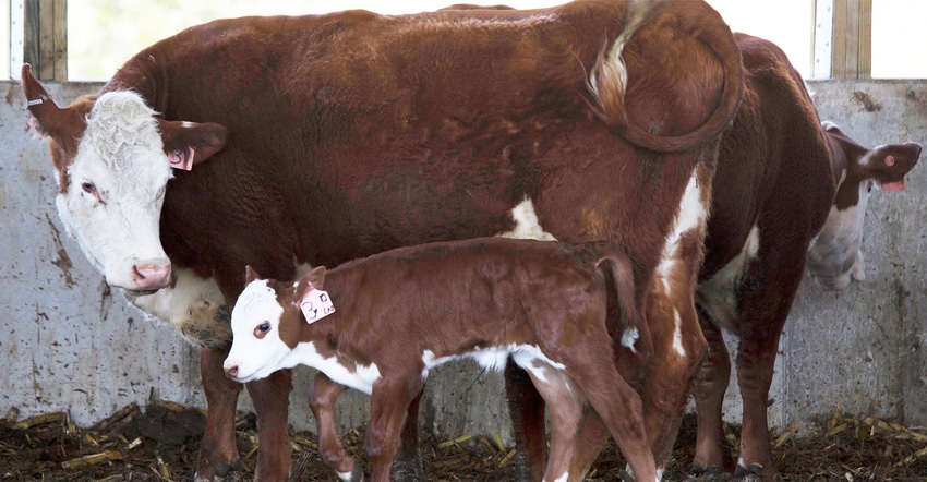 Potential risk and reward of indoor cow-calf operations