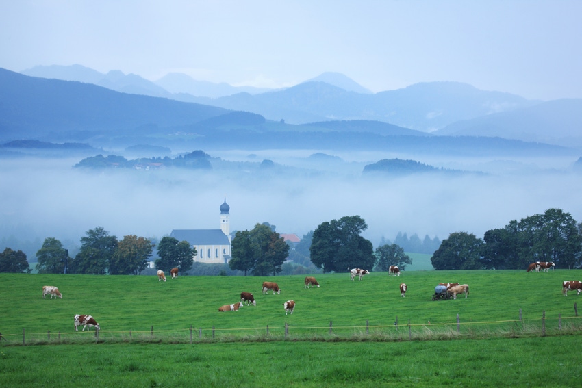 11-19 faith culture and cattle.jpg 11-19 faith culture and cattle.jpg