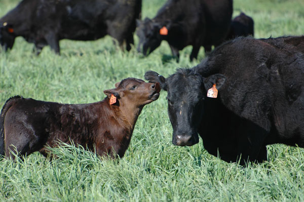Cow Calf relationship