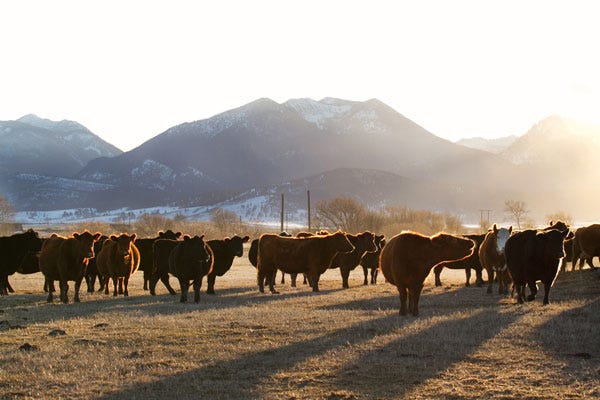 Breathtaking Photos Of Winter On The Ranch