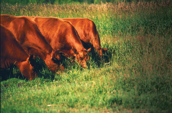 Grazing cattle