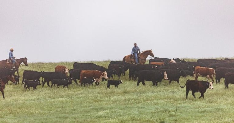 Enriched Ag launches to give ranchers a grazing data platform