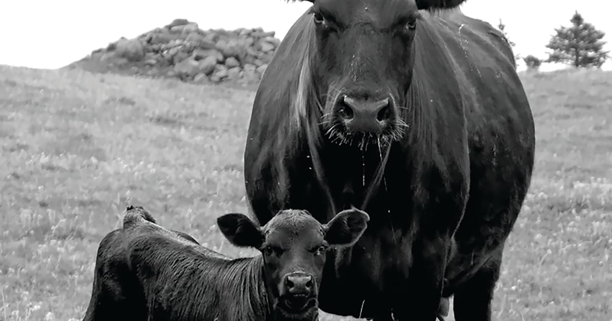 Vaccine choice could be affecting reproductive success