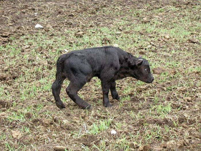 A calf with crooked limbs