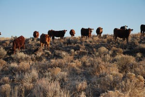 Cattle grazing rough pasture