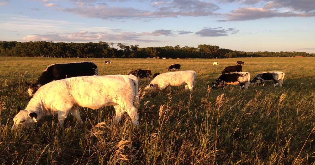 Should I sell calves at weaning or after preconditioning?