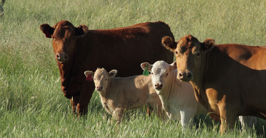 Identify and Treat Cooperia in Calves to Improve Performance