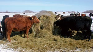 Bale Grazing Lets Cows Feed Themselves