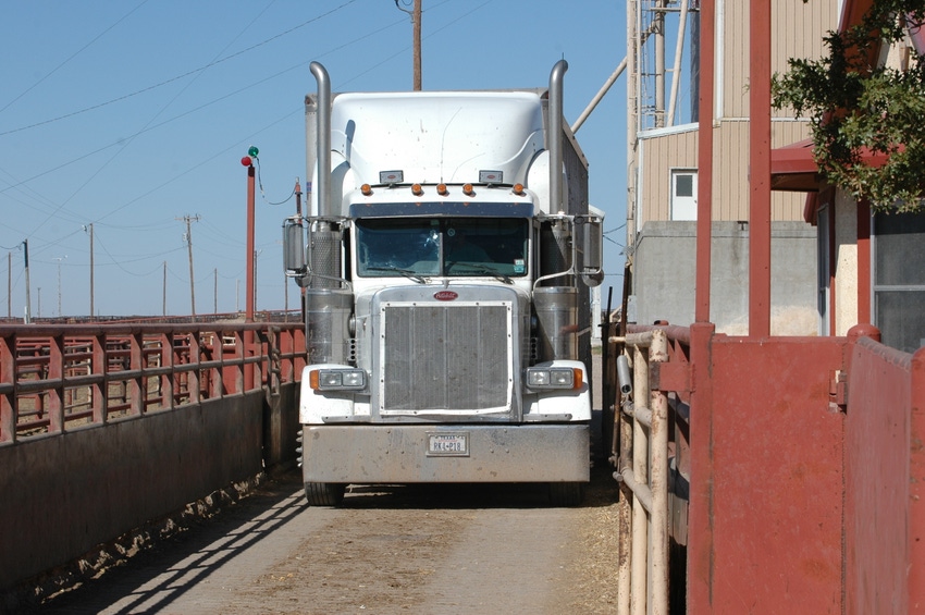 Cattle transport