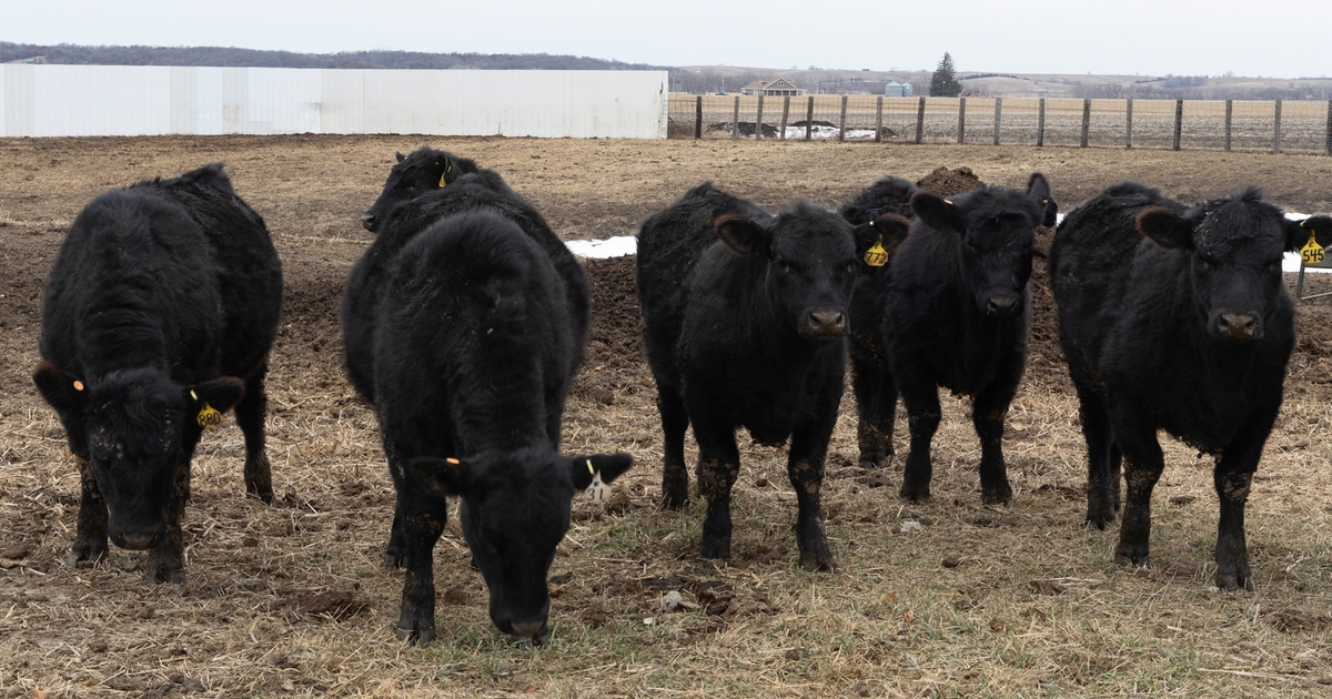 What makes an accurate beef balance sheet forecast?