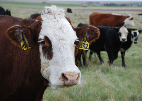 Great Plains leads cow herd expansion