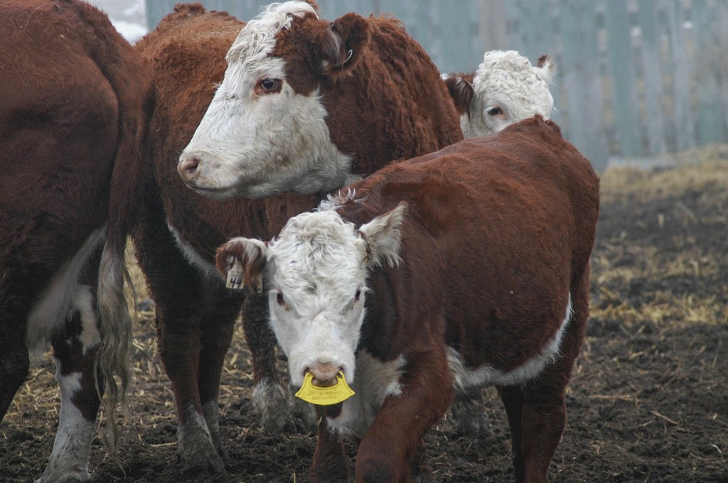 Stop the bawling! Why it's time to consider twostep calf weaning