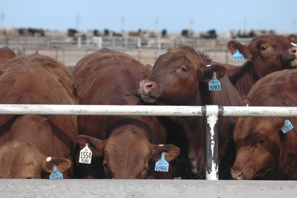 Fed cattle trade sharply lower