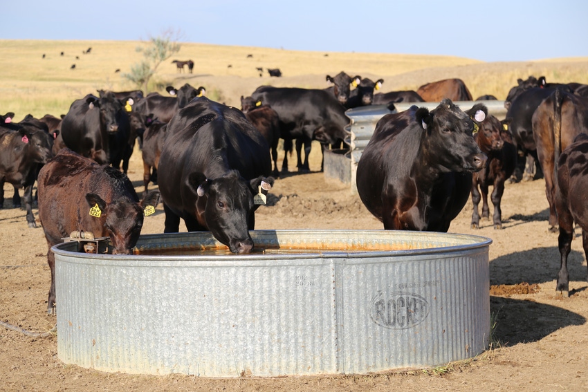 How one SD ranch gets their cows the No. 1 nutrient, regardless of drought
