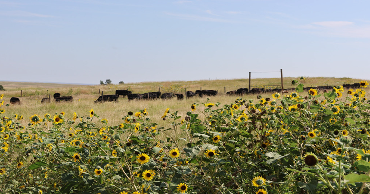 Upcoming webinar focuses on the basics of knowing, growing and grazing grass
