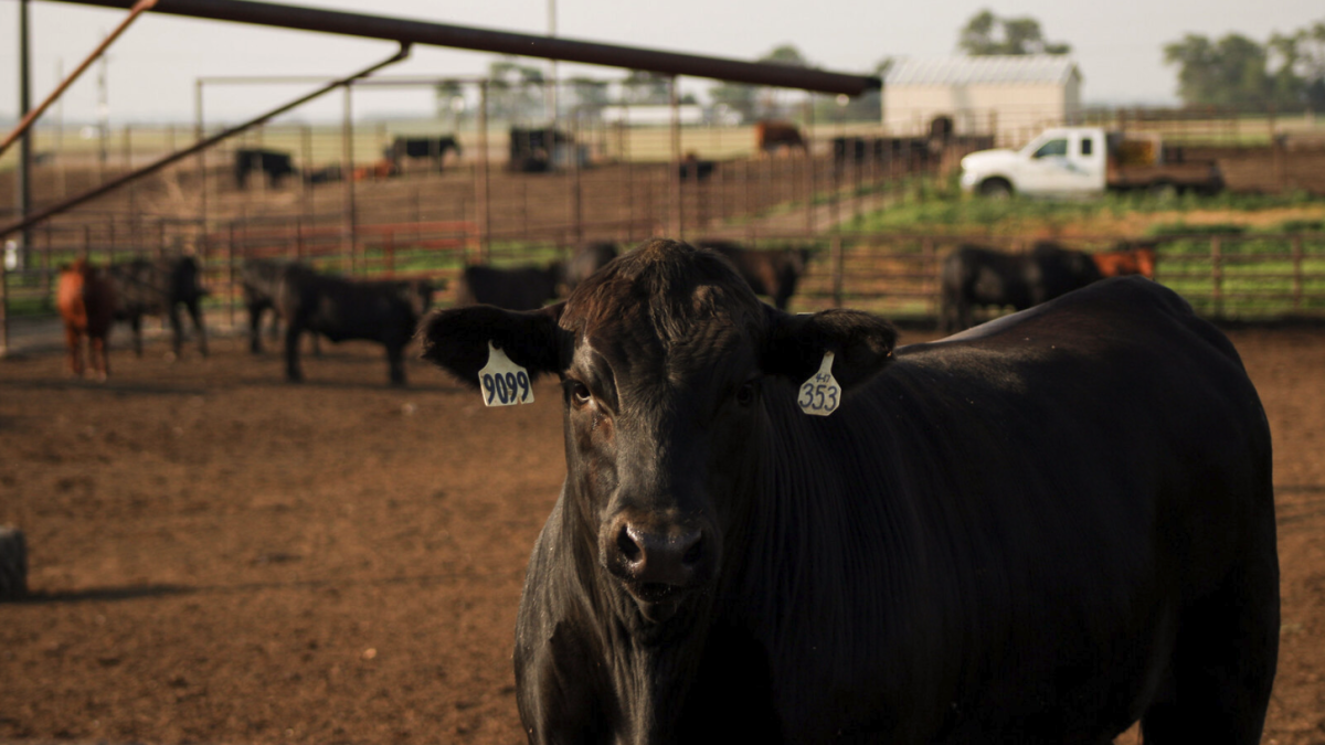 Siouxland Feedlot Forum to provide key insights on feedlot nutrition and management - Vimarsana News