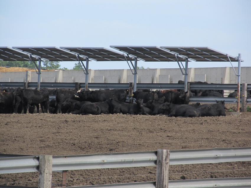 Shade helps cattle manage heat stress