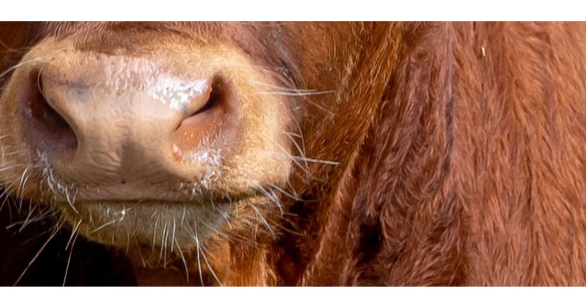 Fatigue, unusual behavior may signal anemia in adult cows