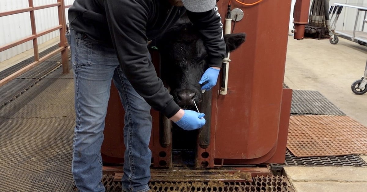 Cattle feeding facilities implementing new diagnostic program