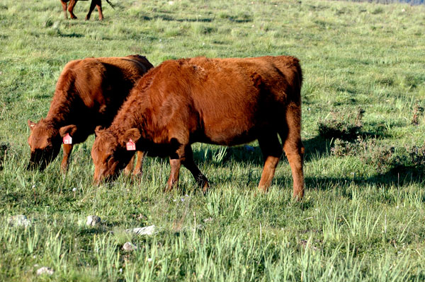 3 key production areas that contribute to ranch-level sustainability