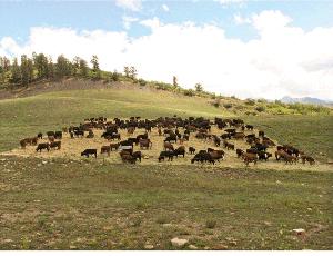 Colorado Cattle Stomp Shows The Benefit Of Healing Hooves