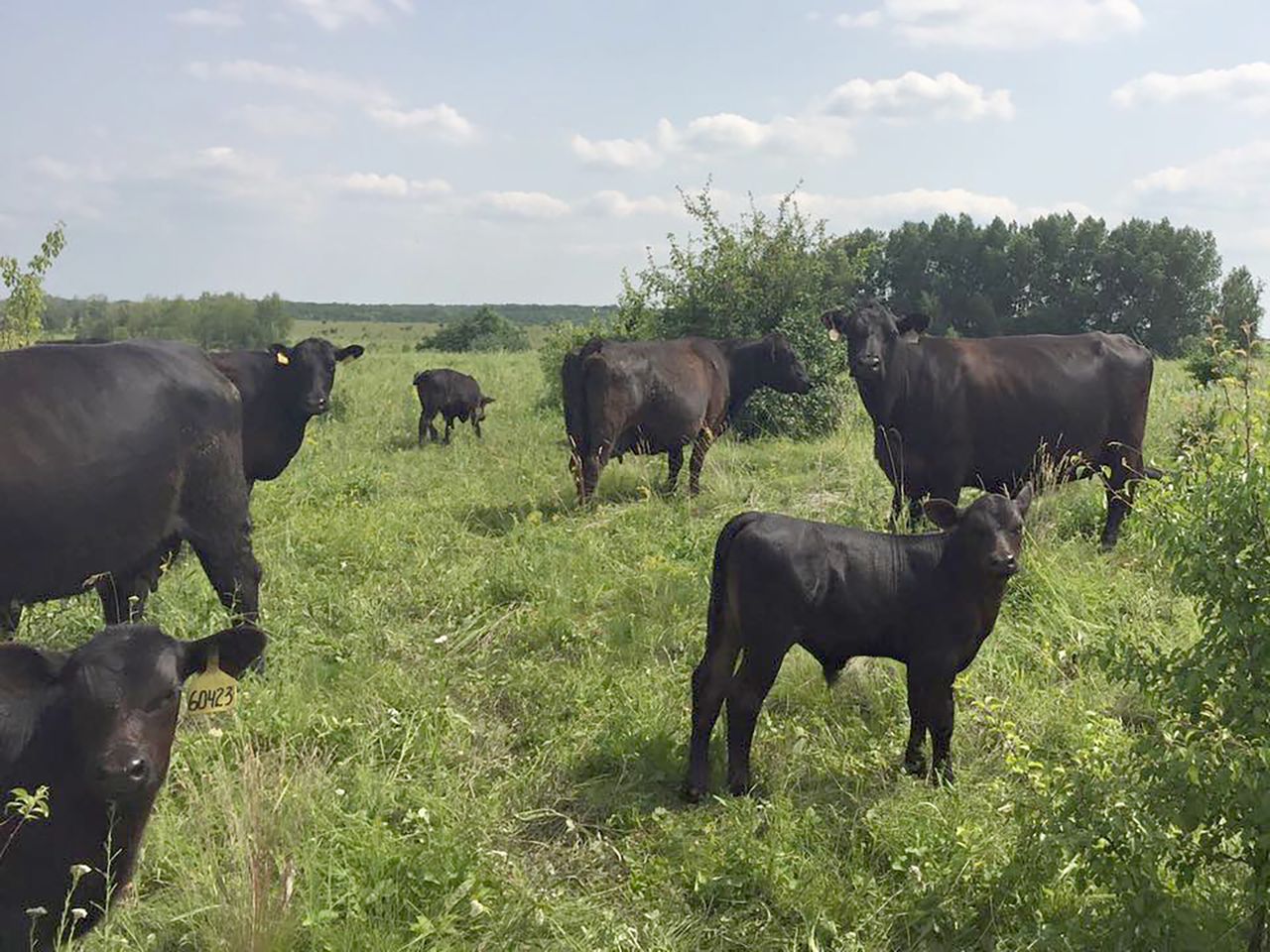Spring Catle Ranches Cattle prices jump 36% despite Q4 drop