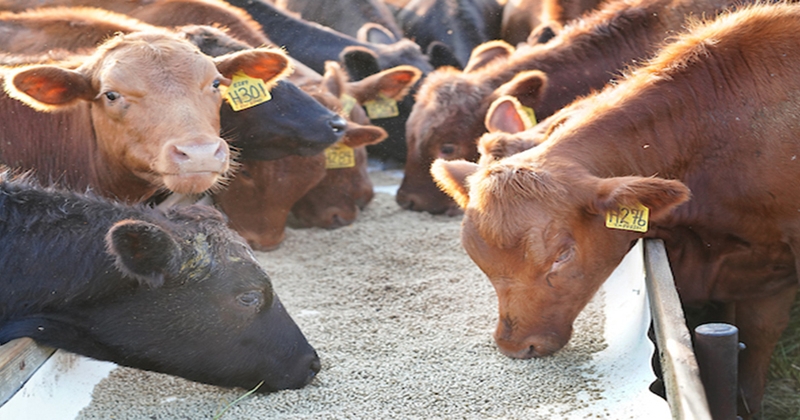 Purdue Beef Basics program to highlight key cattle industry topics
