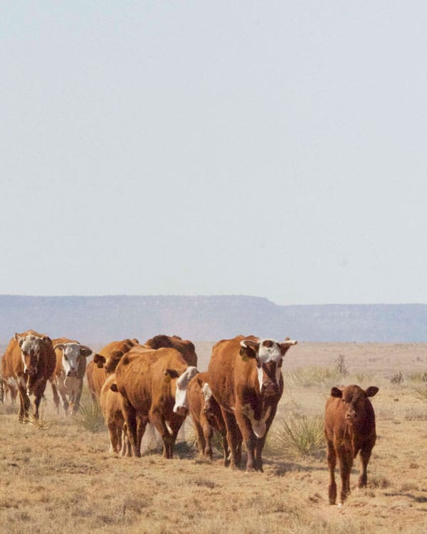 New Mexico’s Iconic Bell Ranch Changes Hands
