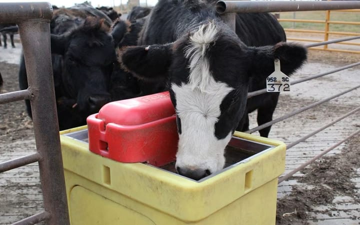 Does water in grass change how much cattle drink?