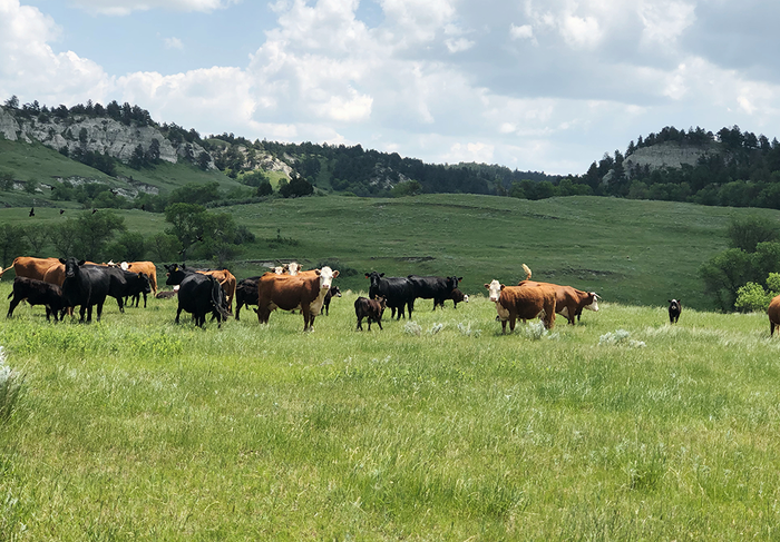 Cows grazing on public land