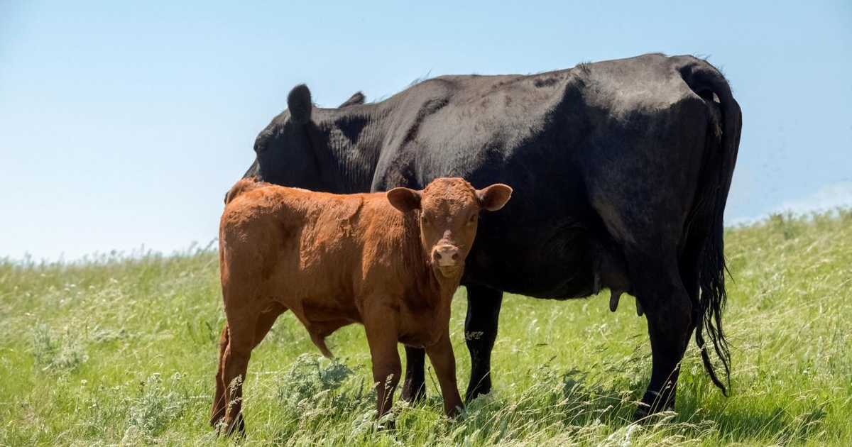 Cow-calf production clinics scheduled