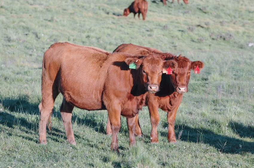 What is the ideal target weight for heifers? It depends