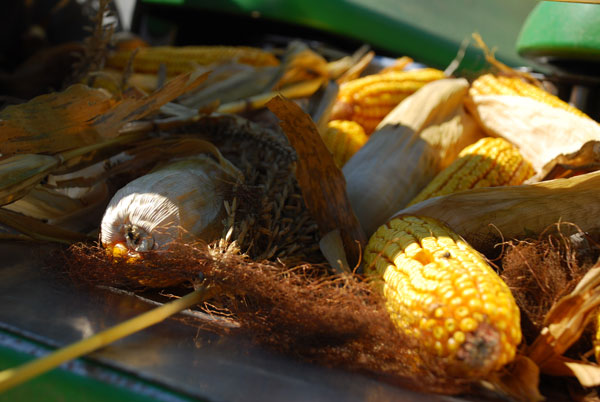 More Corn and Lower Grain Prices More Corn and Lower Grain Prices