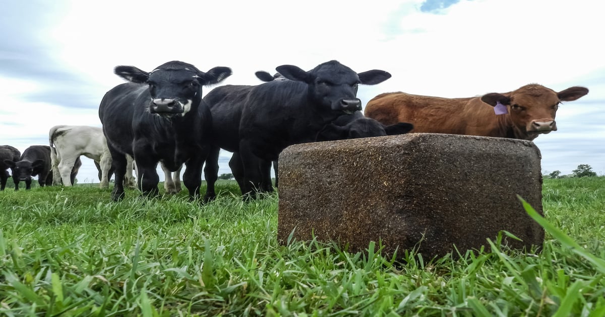 Supplemental Feeding of Stockers Grazing Summer Grass
