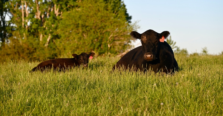 cows lying in pasture