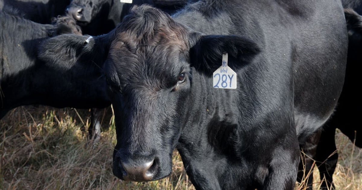 Cow Tickent R Data modeling drives Texas A&M war on cattle ticks