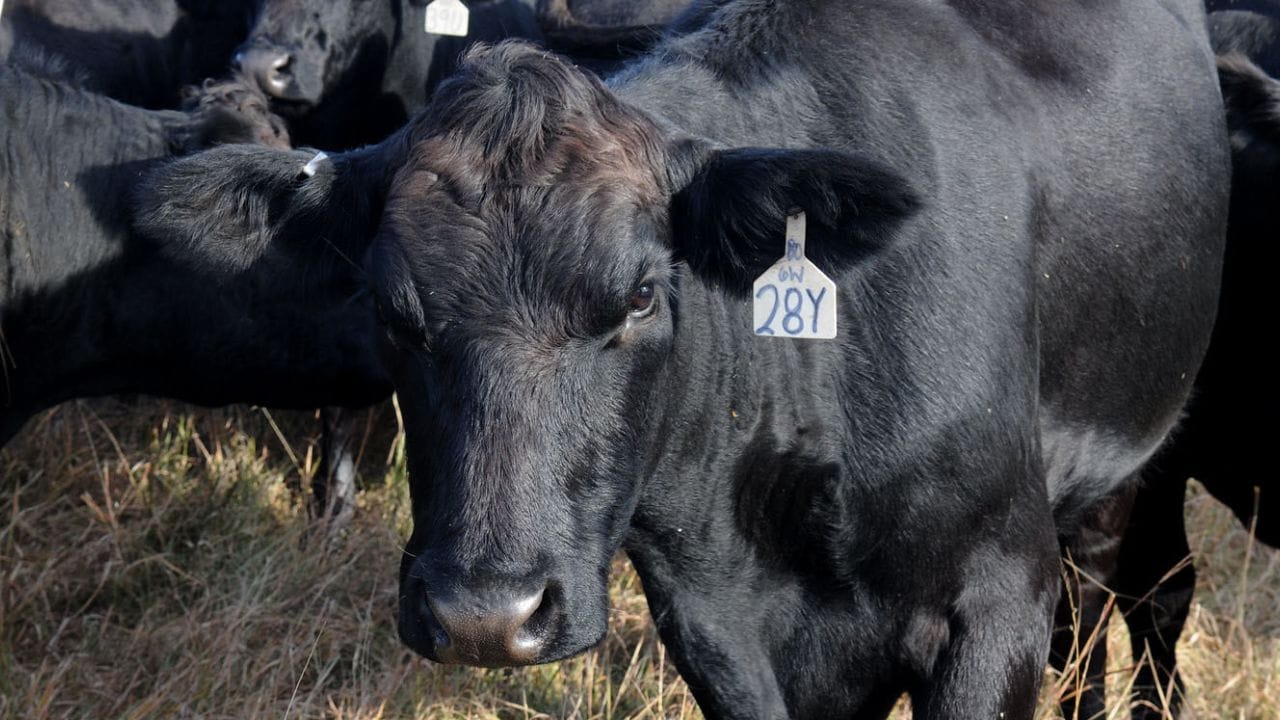 Connecting The Dots Series: Seedstock Sector Represents Both Beginning ...