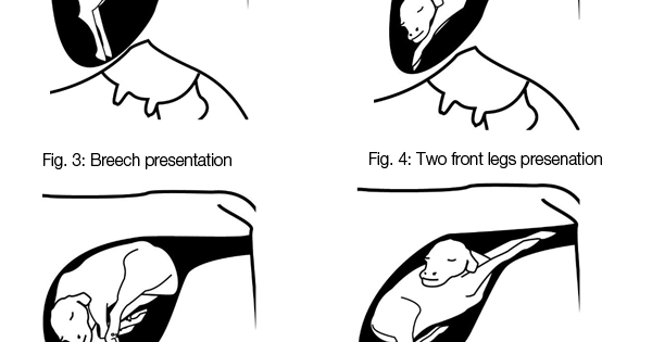 Breech Presentation In Cattle