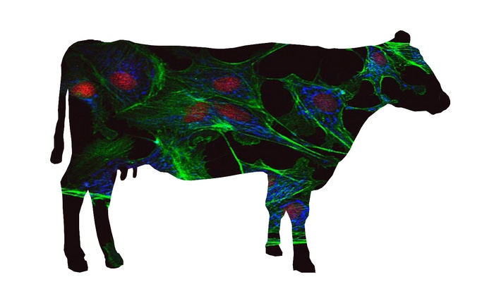 Low-Res_Cellular Agriculture.jpg.png