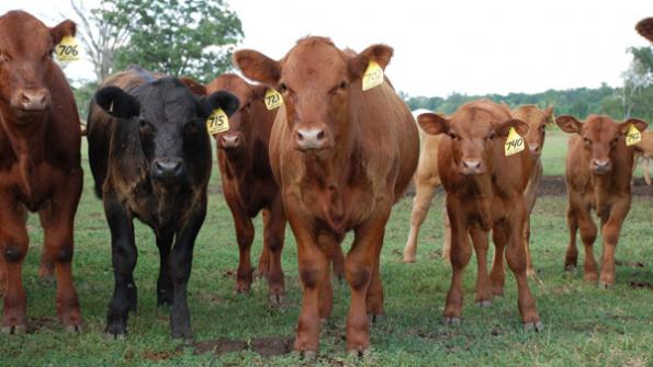 Grazing cattle underpin calf and feeder demand